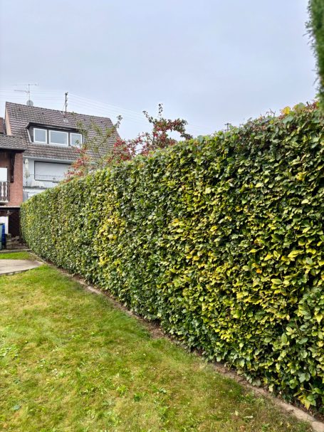 Wuchernde Hecke in einem Garten, umgeben von einem gepflegten Rasen.