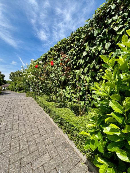 Blühende Pflanzen und Sträucher entlang eines Gehwegs bei blauem Himmel.